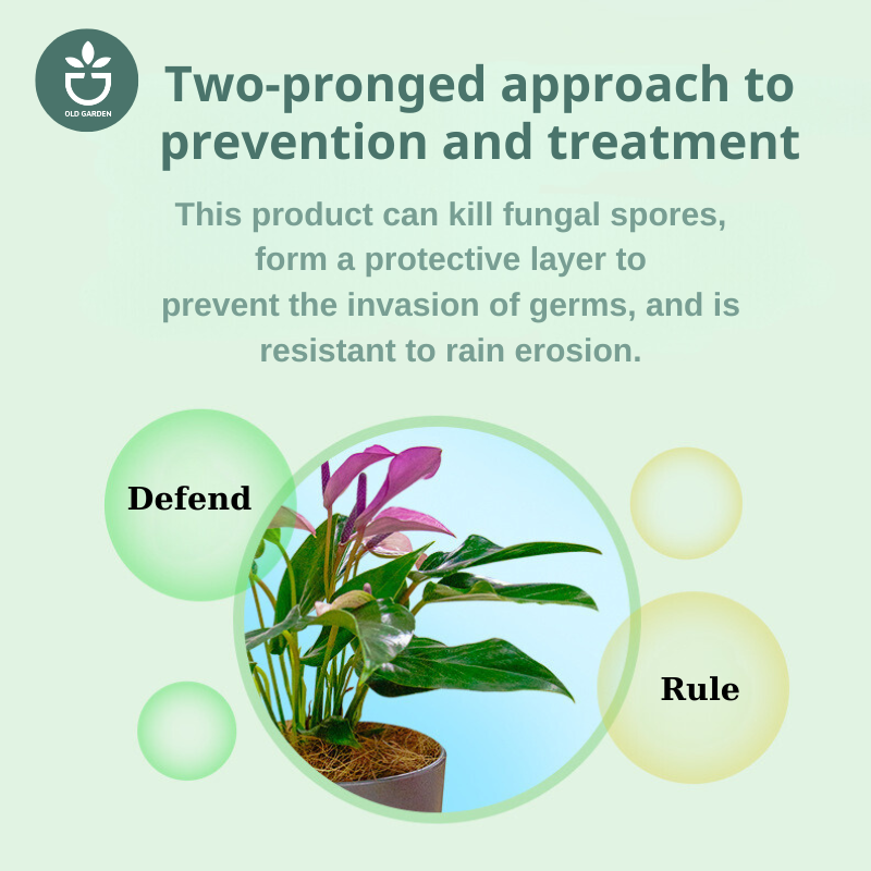 Rose Fungicide and Black Spot