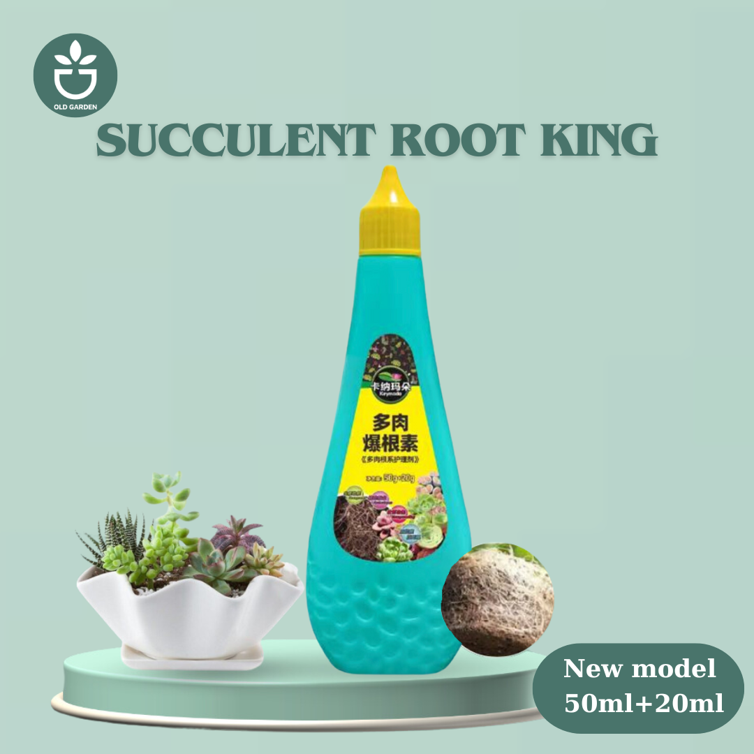 Succulent Root King