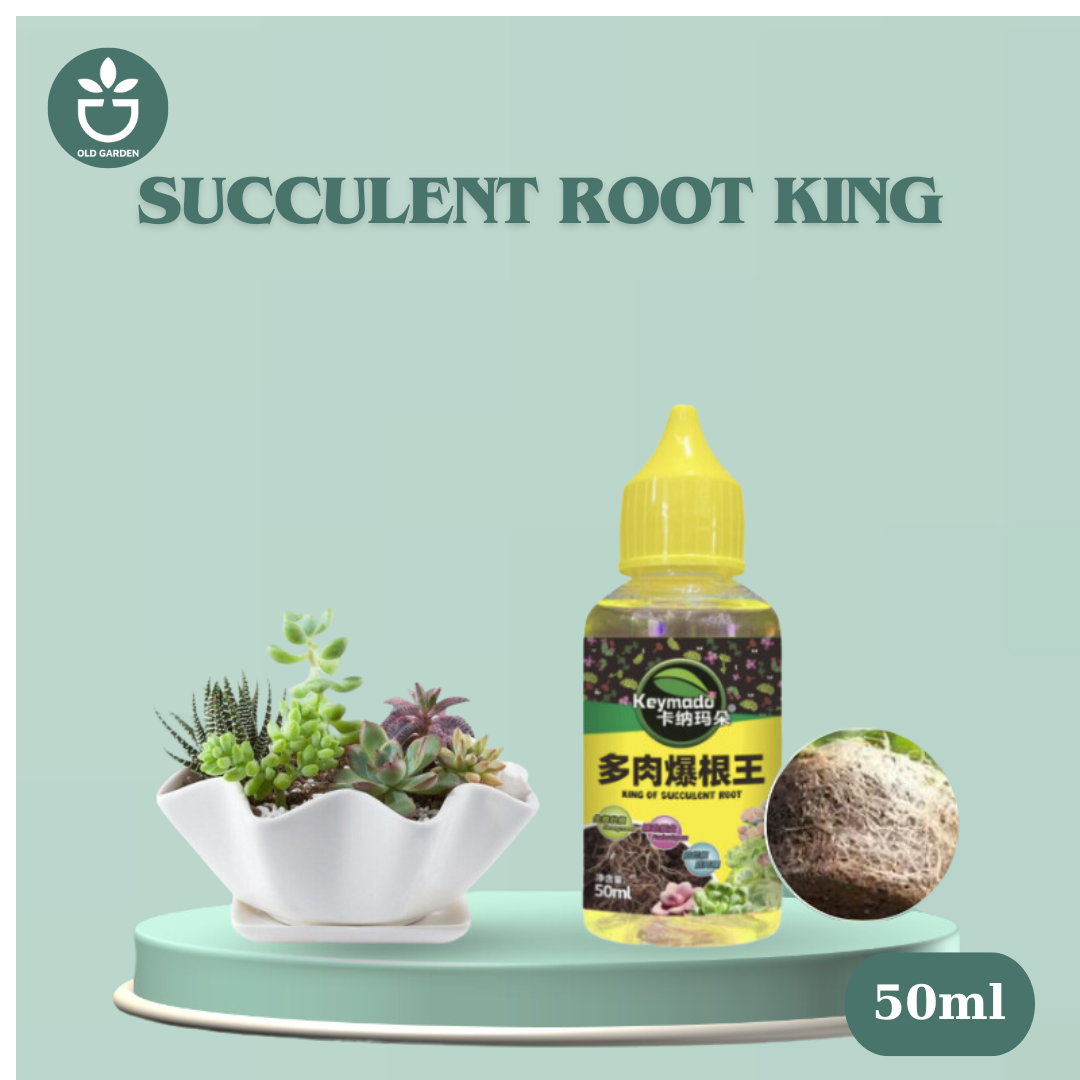 Succulent Root King