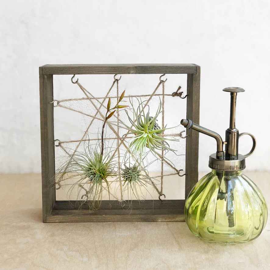 Air Plant Display Gift Set