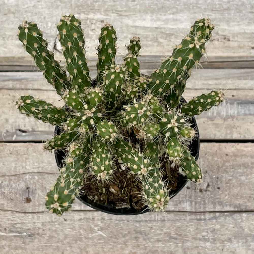 Cacti Cylindrop 'Mini Cholla'