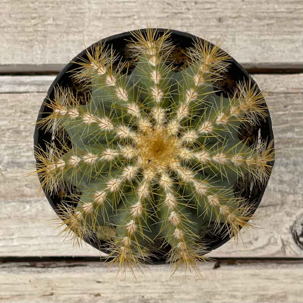 Cacti Echinopsis subdenudatum 'Dominos'