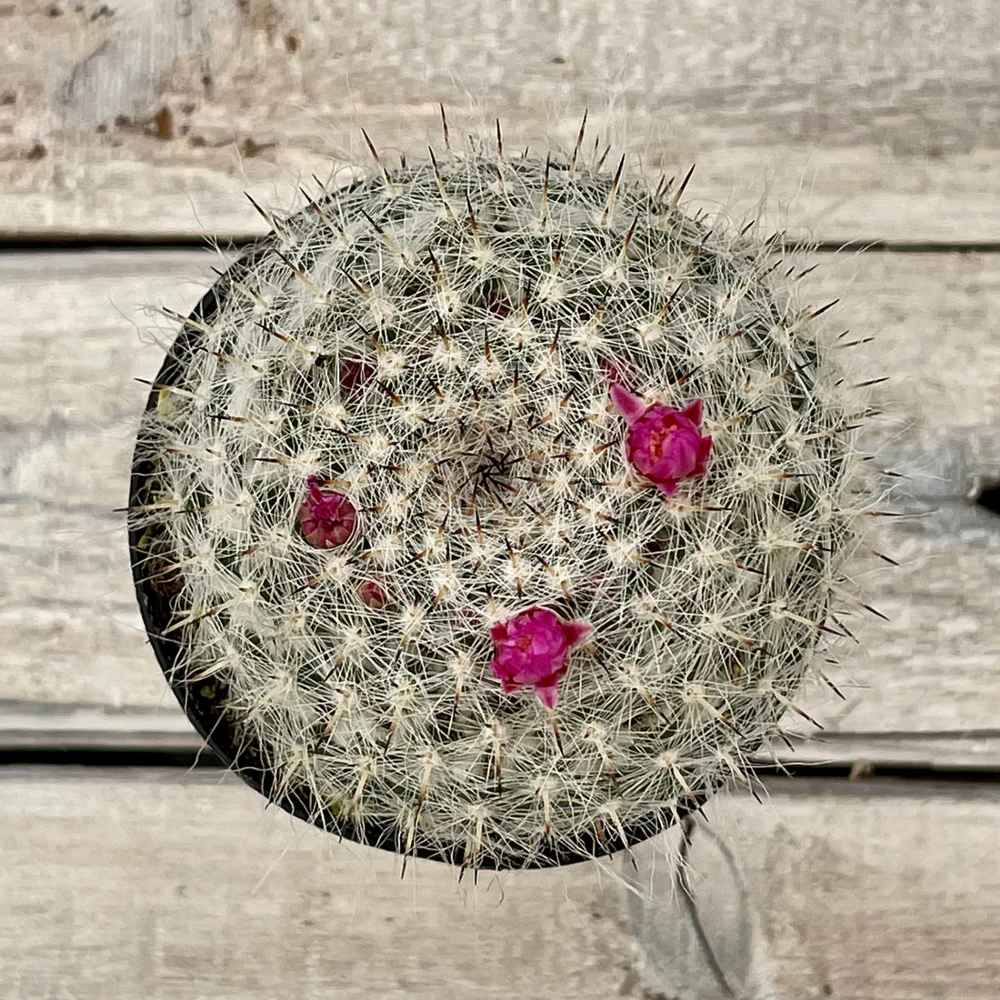 Cacti Mammillaria hahniana 'Old Lady Cactus'