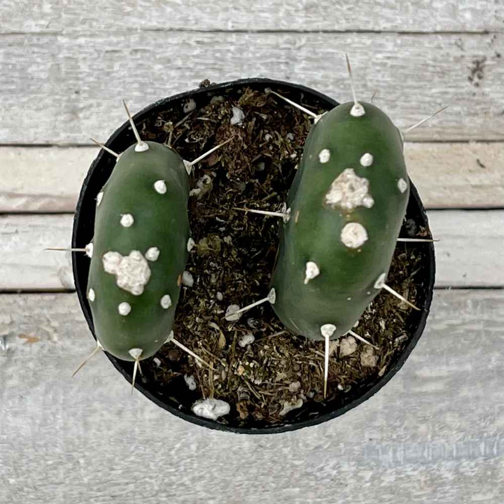 Cacti Opuntia quimilo