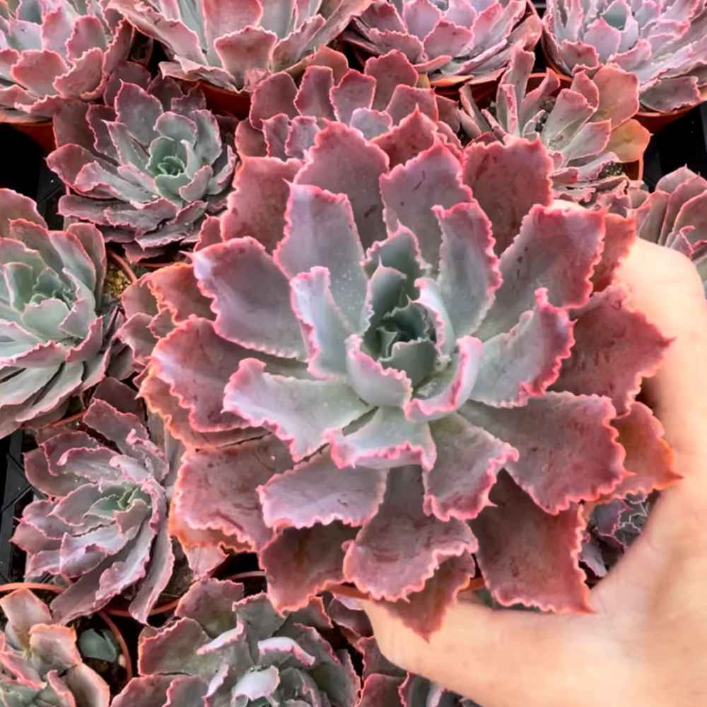 Echeveria ‘Neon Breakers’ 4”