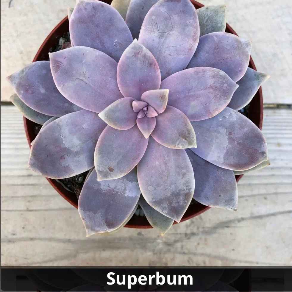 Graptopetalum ‘Superbum’ 4”