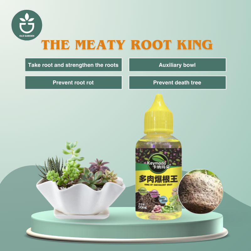 Succulent Root King