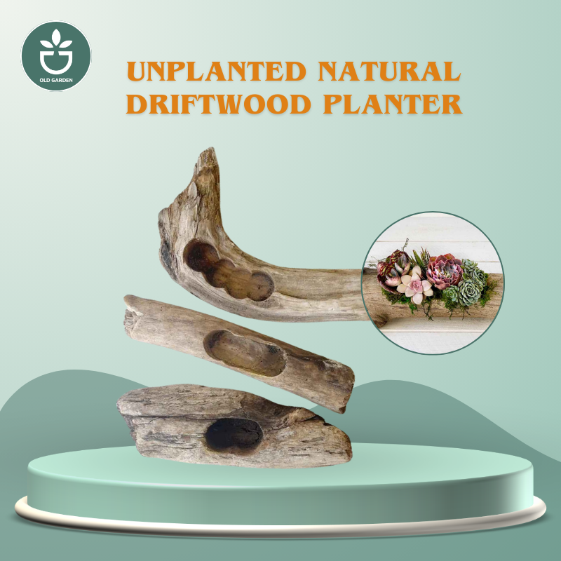 Unplanted Natural Driftwood Planter