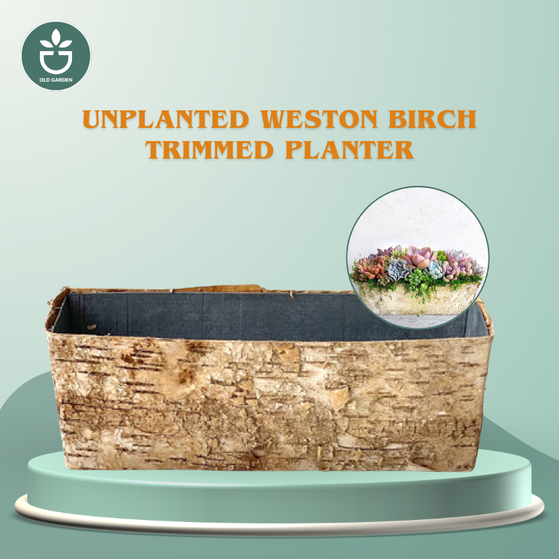 Unplanted Weston Birch Trimmed Planter