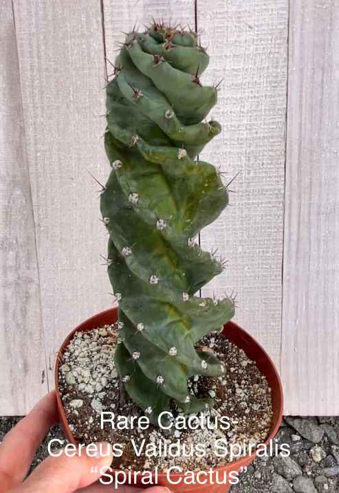 Rare Cereus Validus Spiralis "Spiral Cactus"