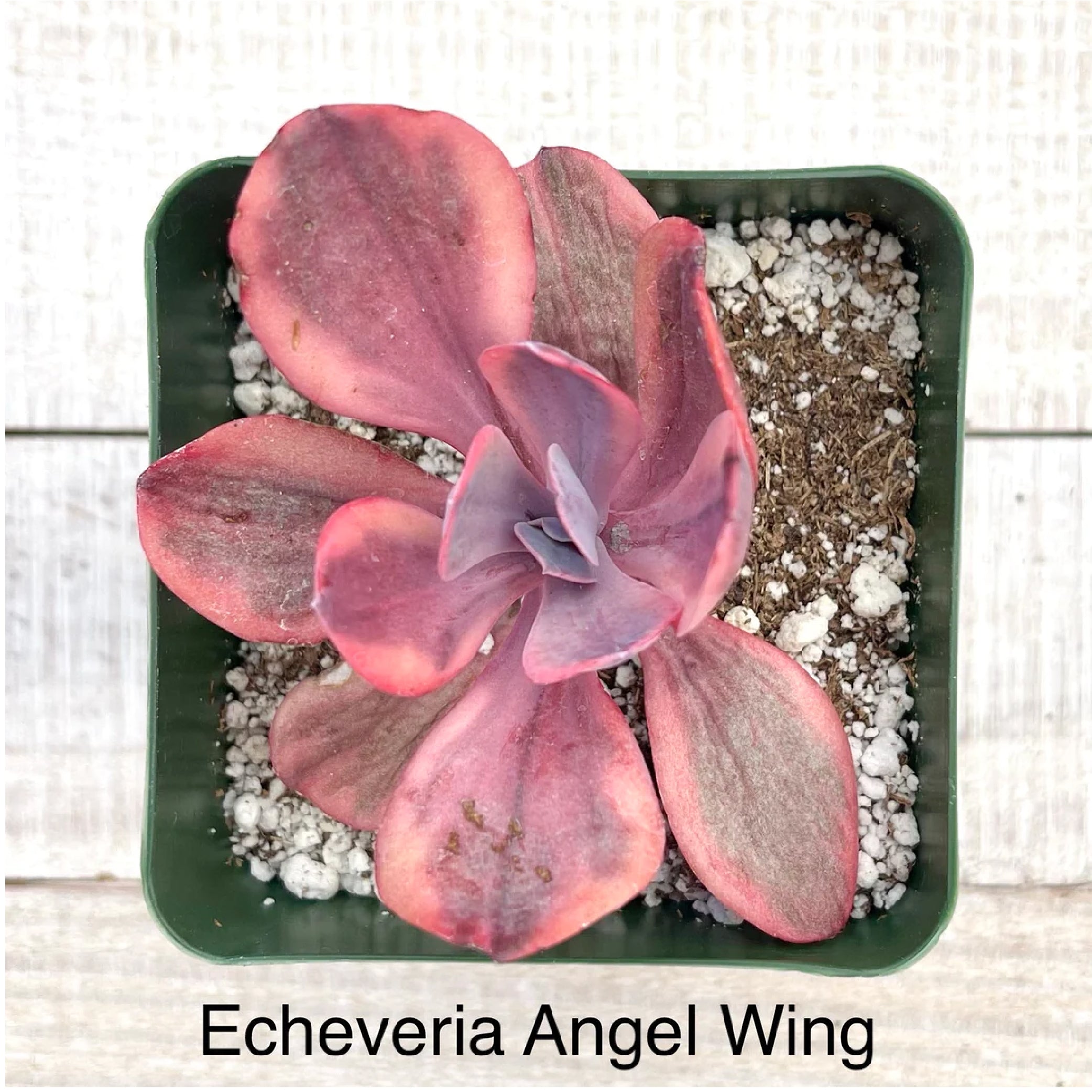 Rare Echeveria Angel Wing