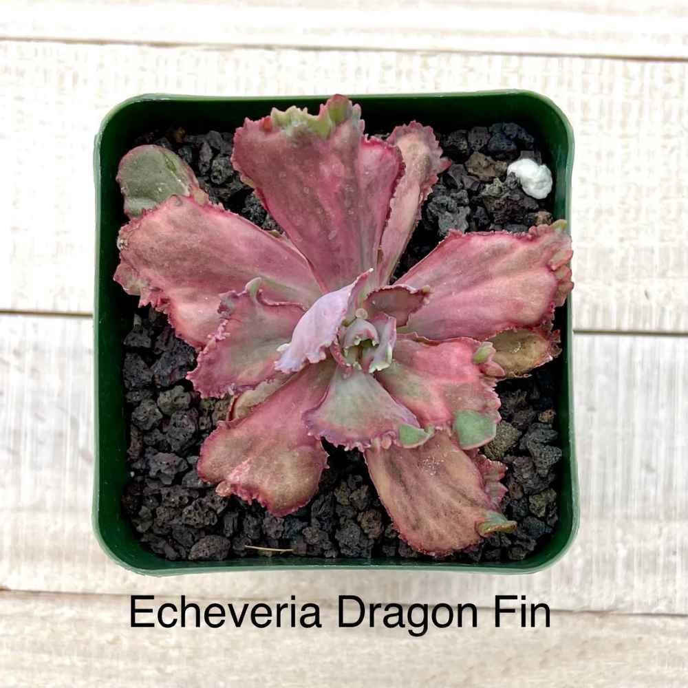 Rare Echeveria Dragon Fin