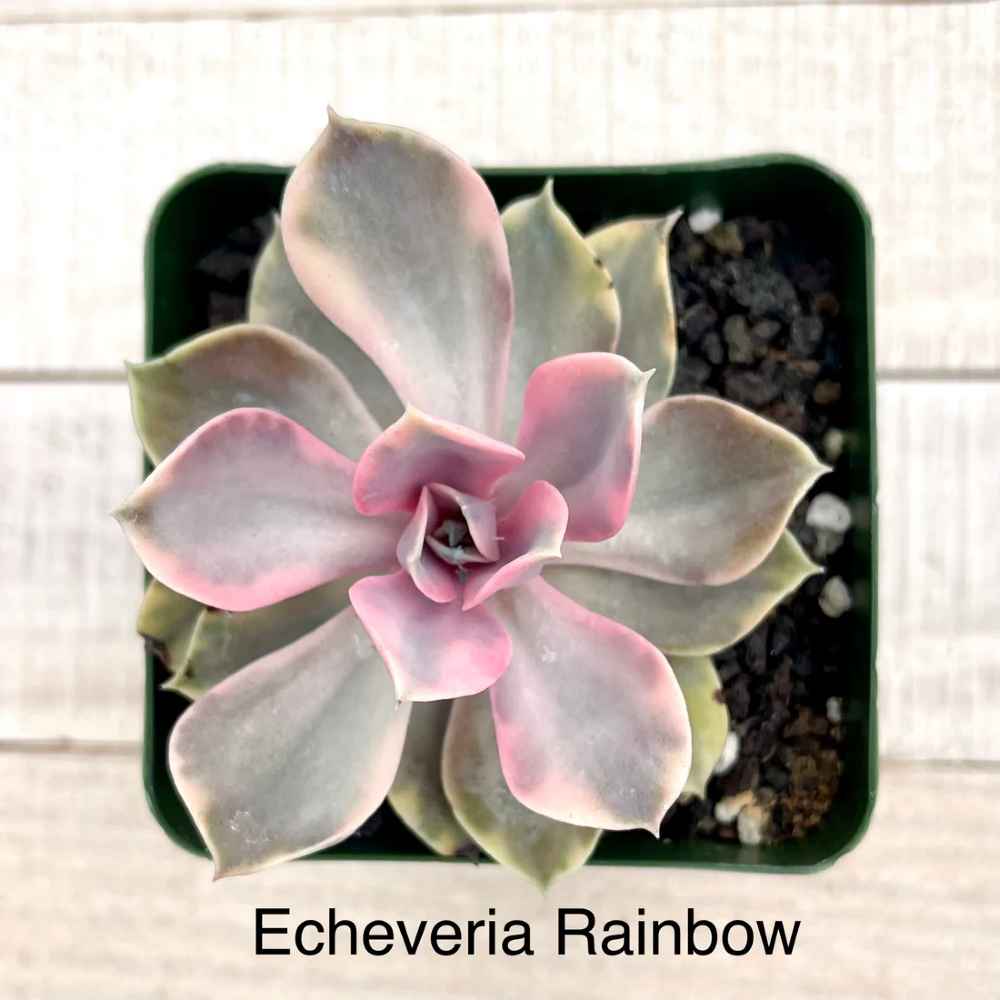 Rare Echeveria Rainbow