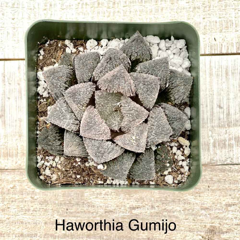 Rare Haworthia Gumijo