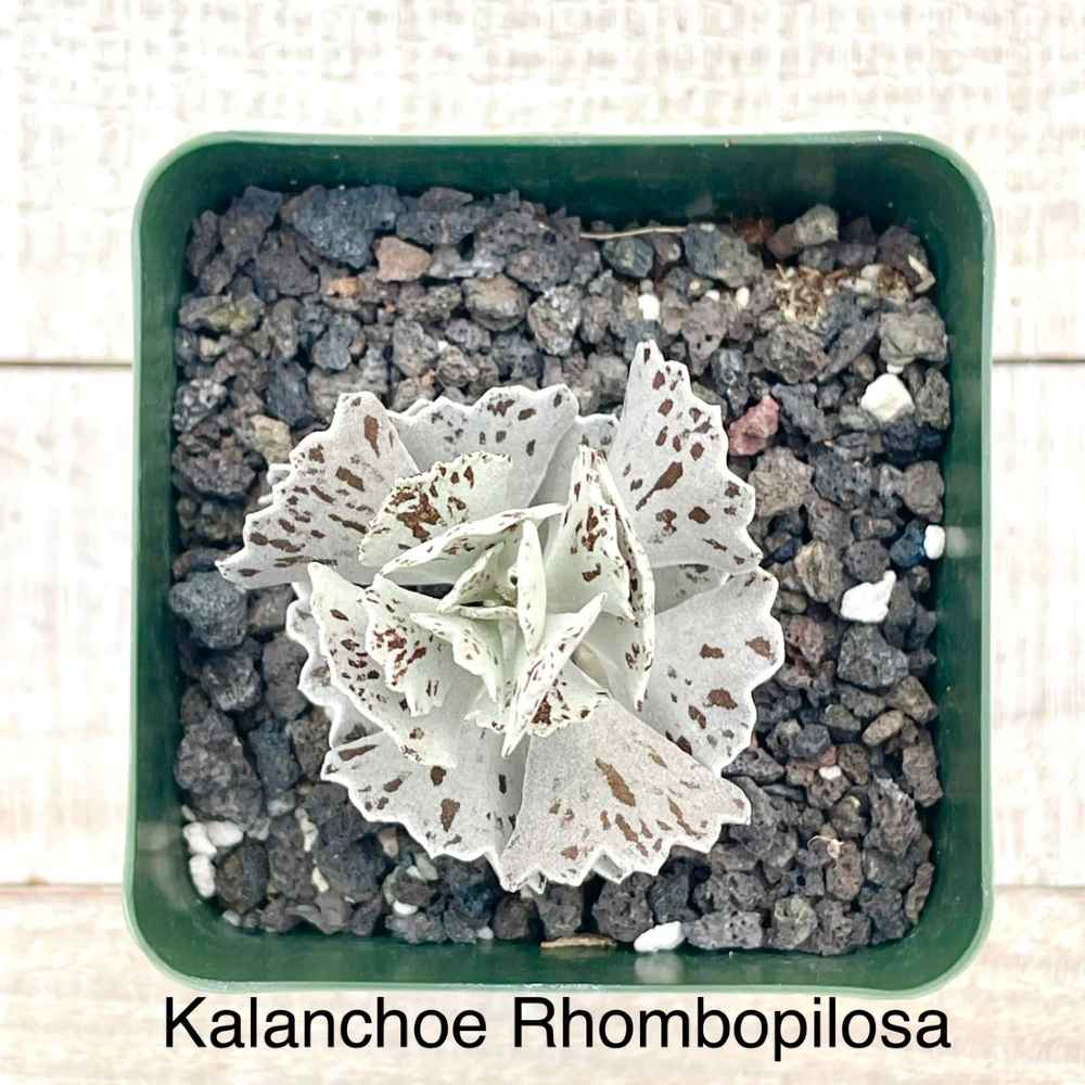 Rare Kalanchoe Rhombopilosa