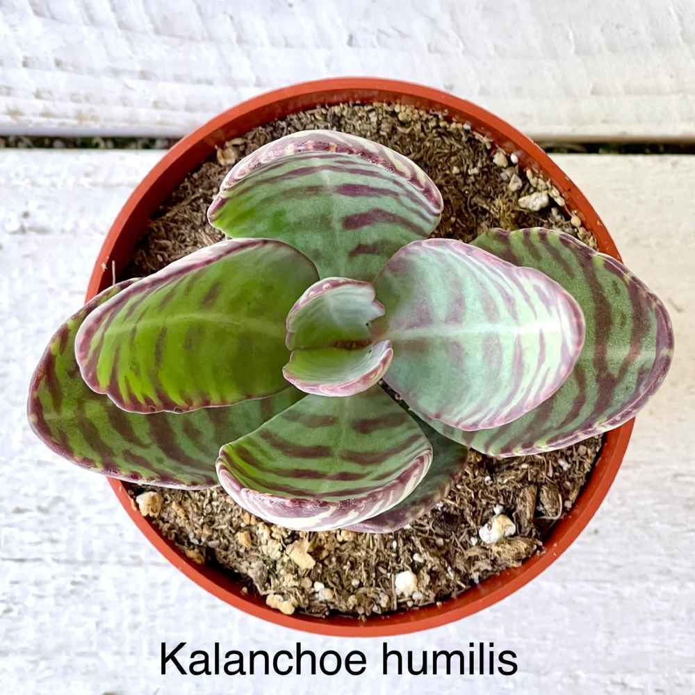 Rare Kalanchoe humilis