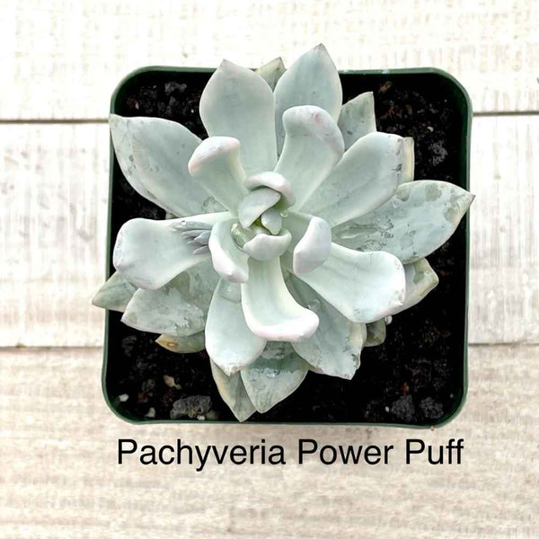 succulent white powder Rare Pachyveria Powder Puff