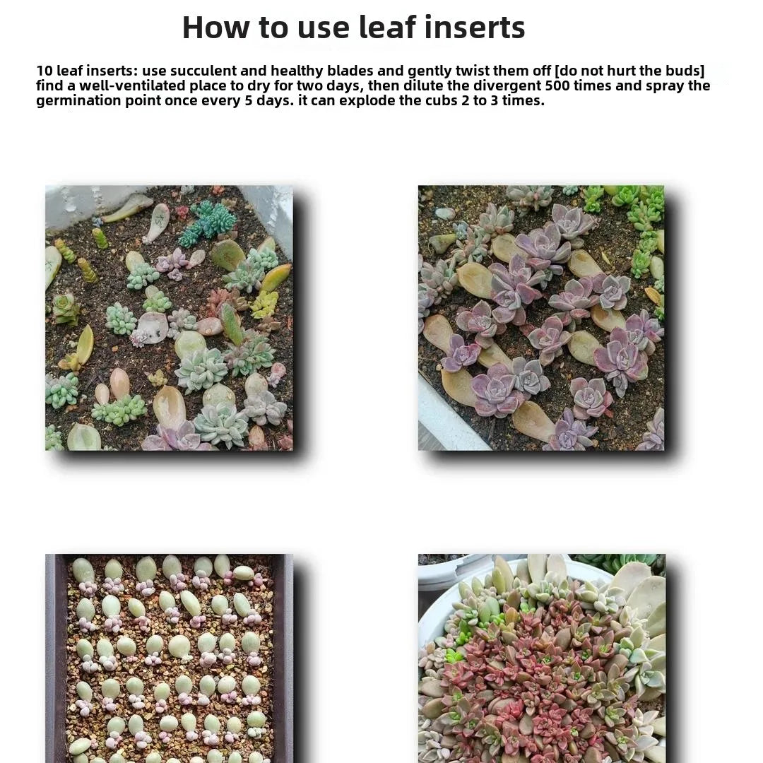 Flower Bud Differentiation Solution for Flowers and Green Plants