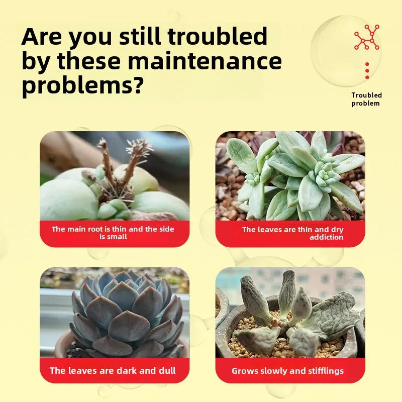 succulent problems Plant Nutrients Succulents