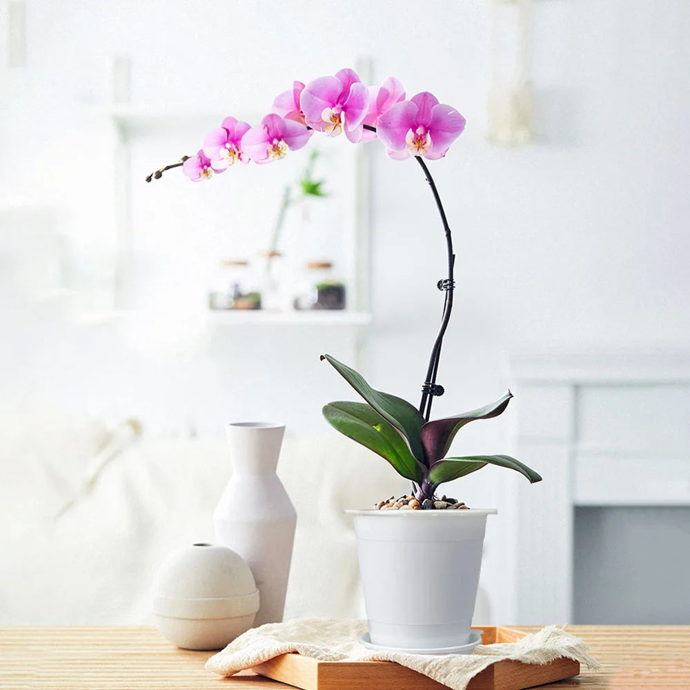 clear orchid plant pots 4" Clear Orchid Pots