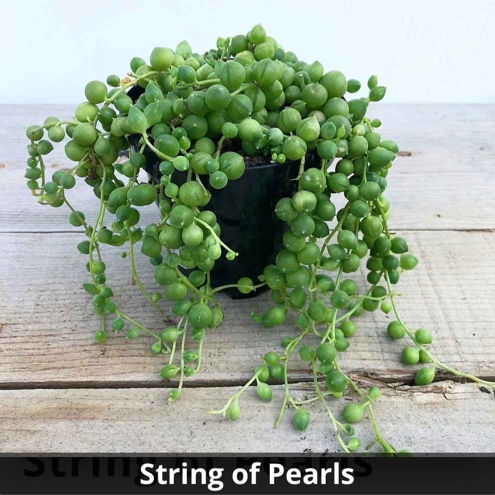 String of Pearls Senecio rowleyanus 4”