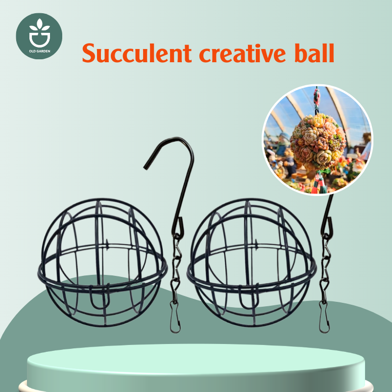 Succulent creative ball