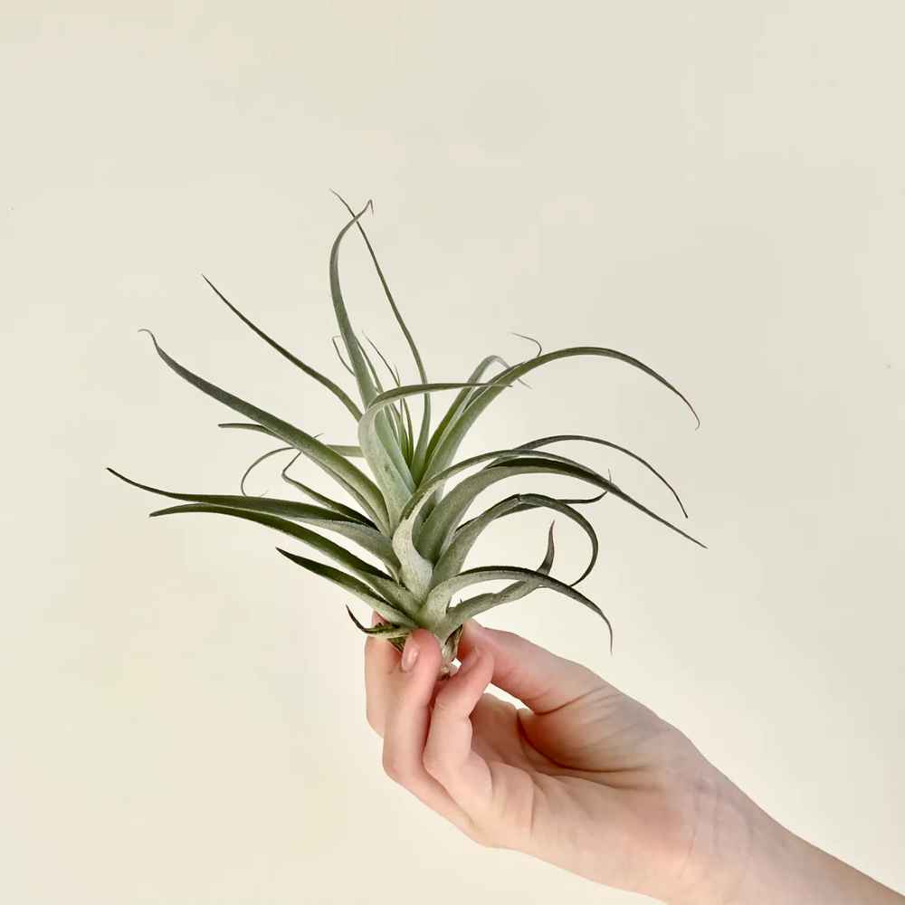 Tillandsia Capitata peach Air Plant