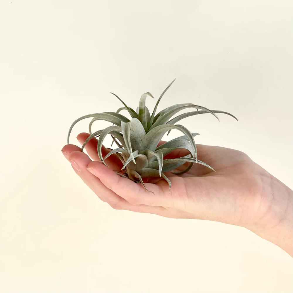 Tillandsia Capitata peach Air Plant