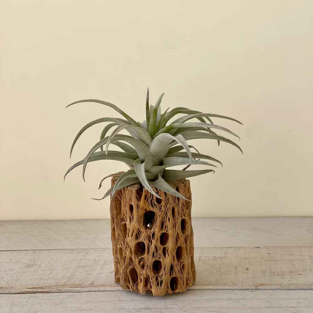 Tillandsia Capitata yellow star- RARE