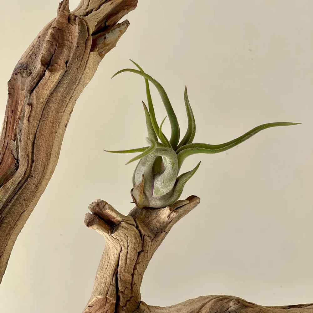 Tillandsia Caput medusae Air Plant