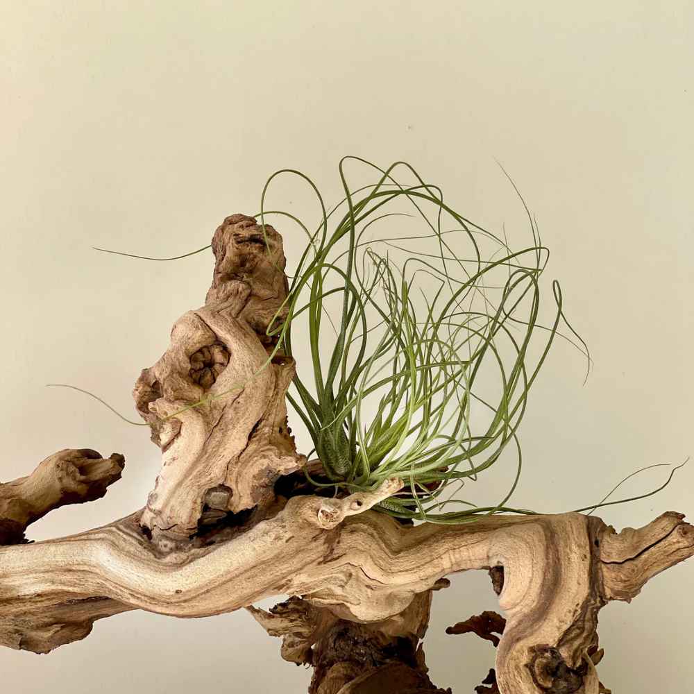 Tillandsia Crista galli Air Plant- curly