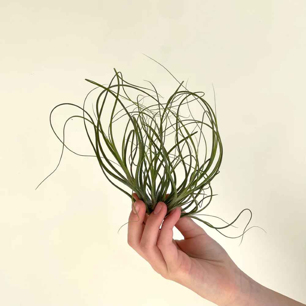 Tillandsia Crista galli Air Plant- curly