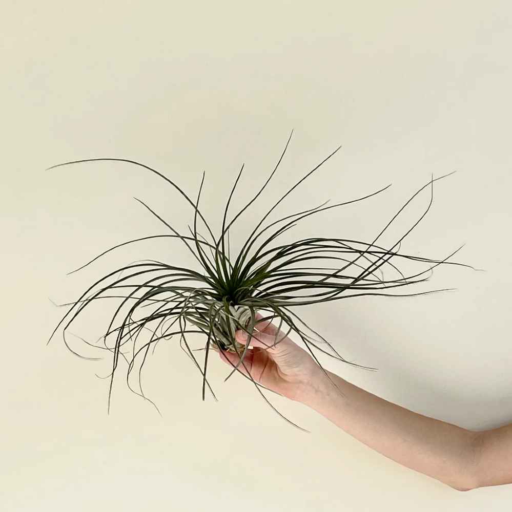 Tillandsia Cristi galli Air Plant