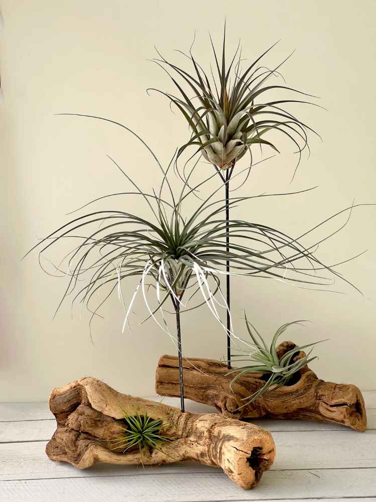 Tillandsia Cristi galli Air Plant