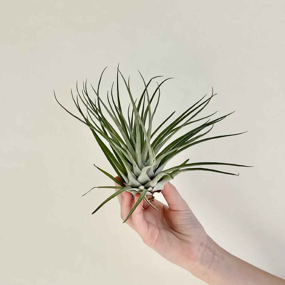 Tillandsia Fasciculata- the giant Air Plant