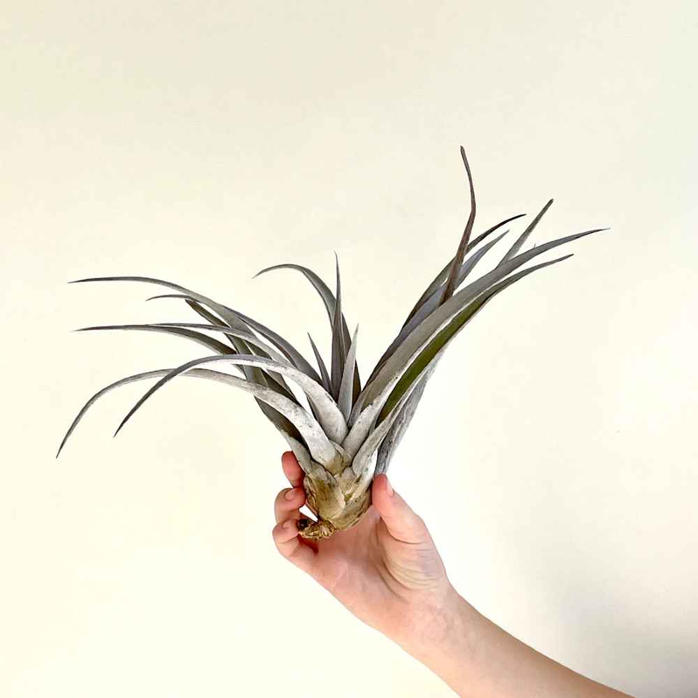 Tillandsia Fasciculata- the giant Air Plant