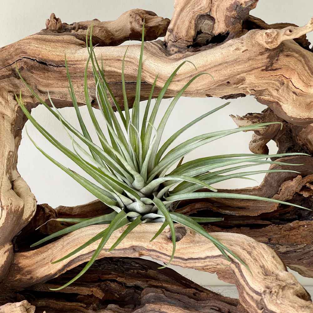 Tillandsia Fasciculata- the giant Air Plant