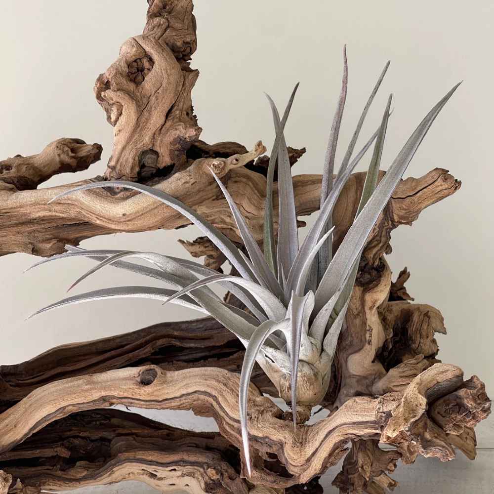 Tillandsia Fasciculata- the giant Air Plant