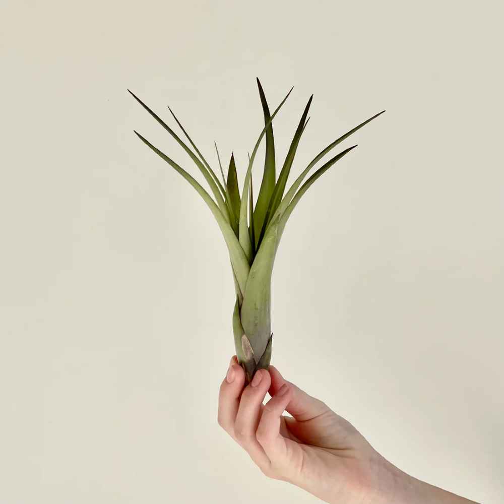 Tillandsia Polystachia Air Plant