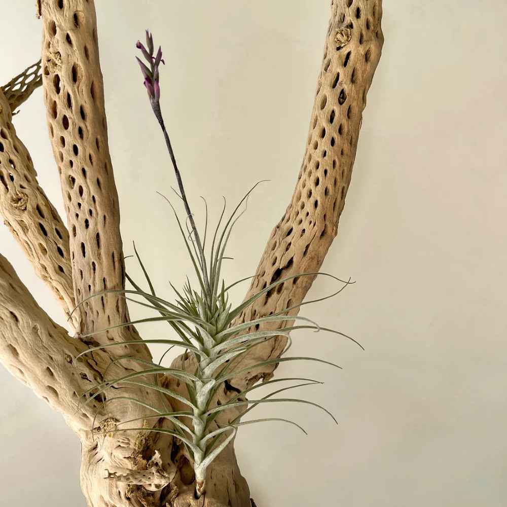 Tillandsia Purpurea #6