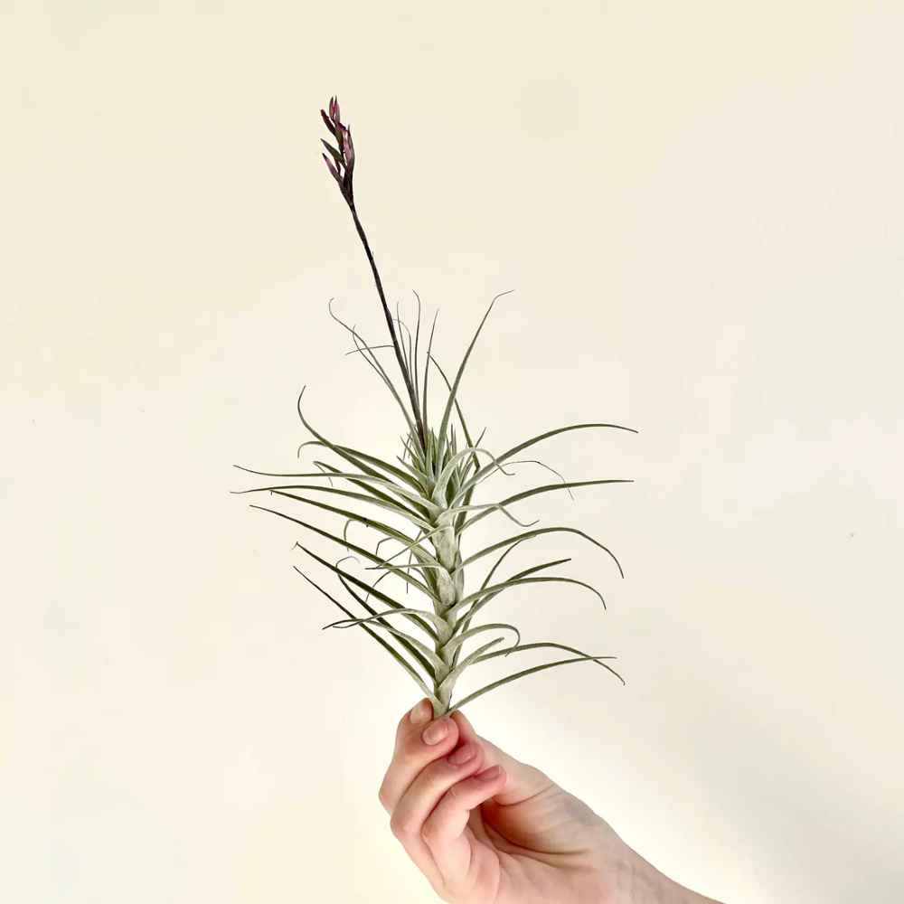 Tillandsia Purpurea #6