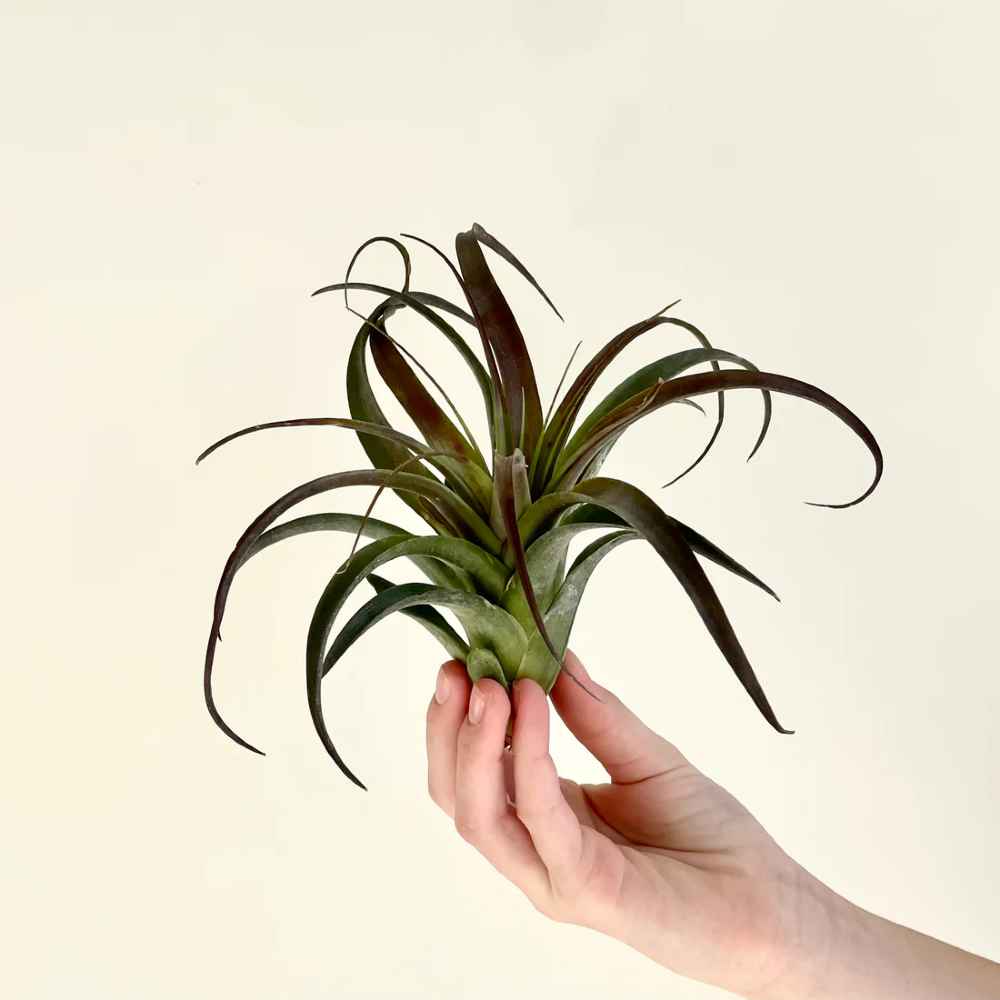 Tillandsia Red Abdita