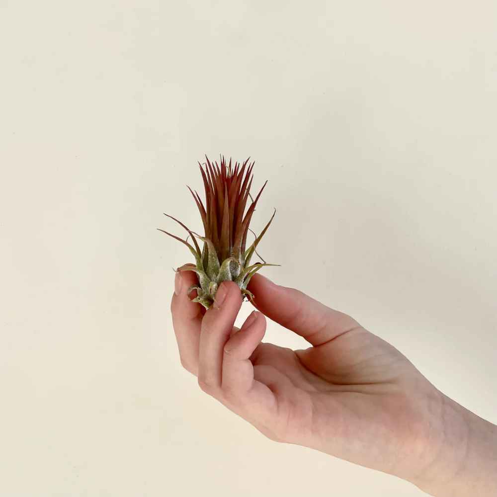 Tillandsia lonantha rubra Air Plant