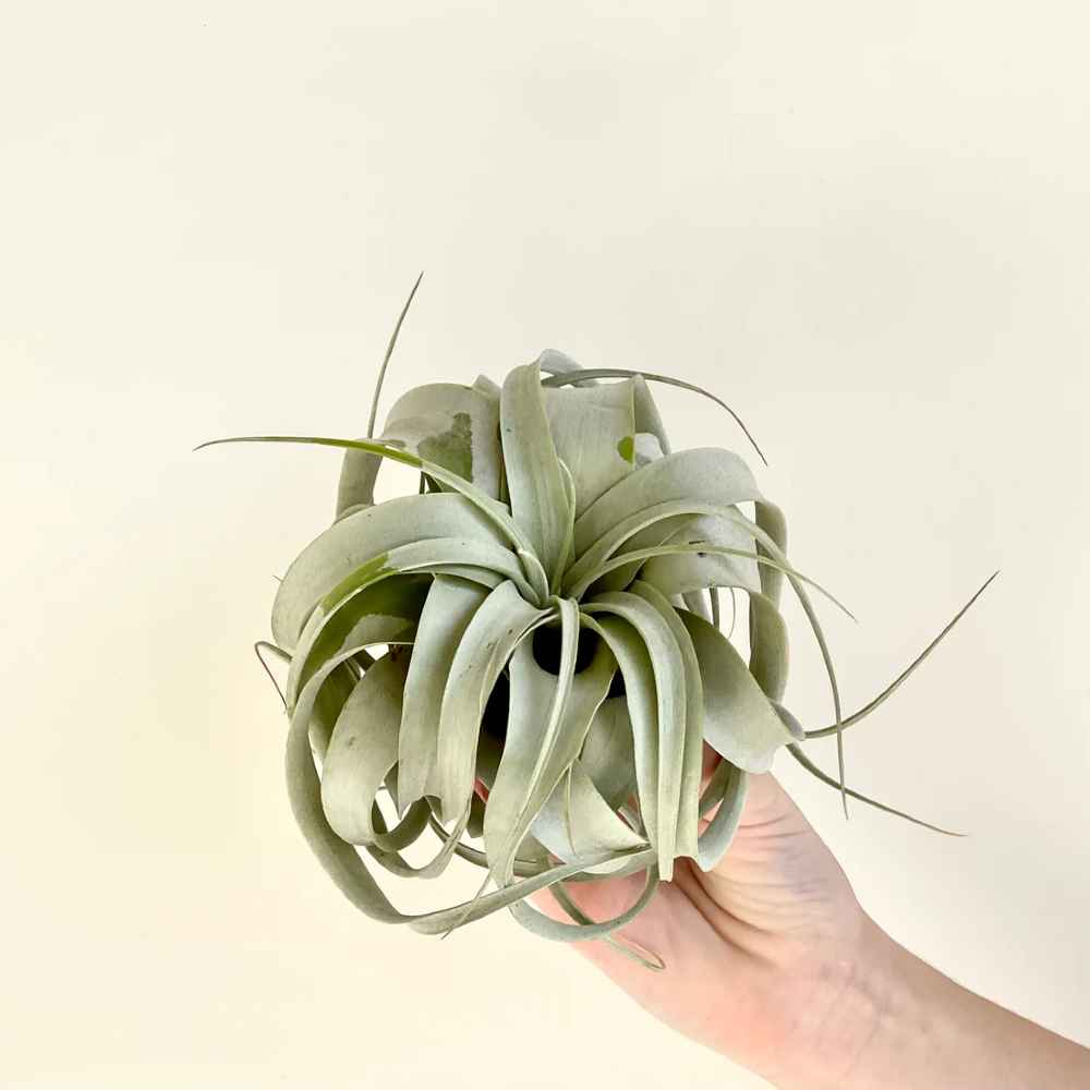 Tillandsia xerographica Air Plant