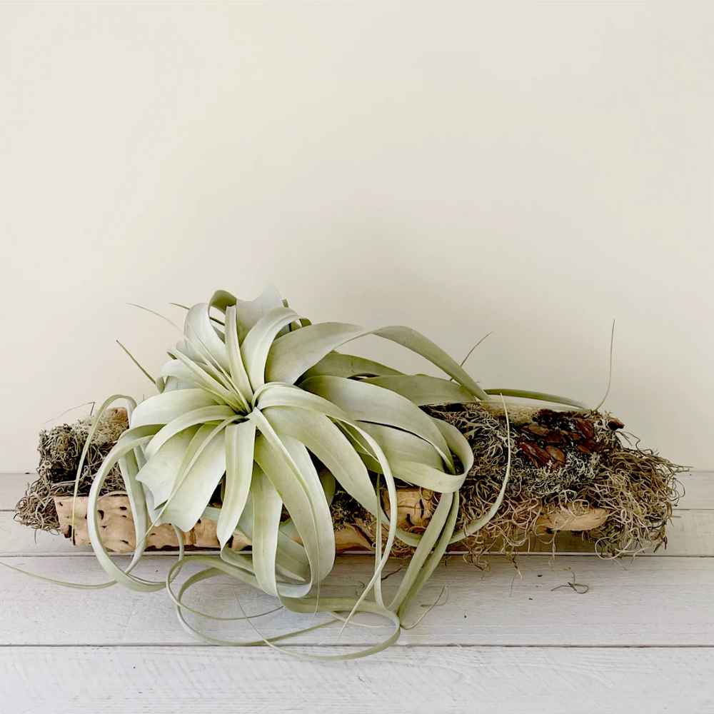 Tillandsia xerographica Air Plant