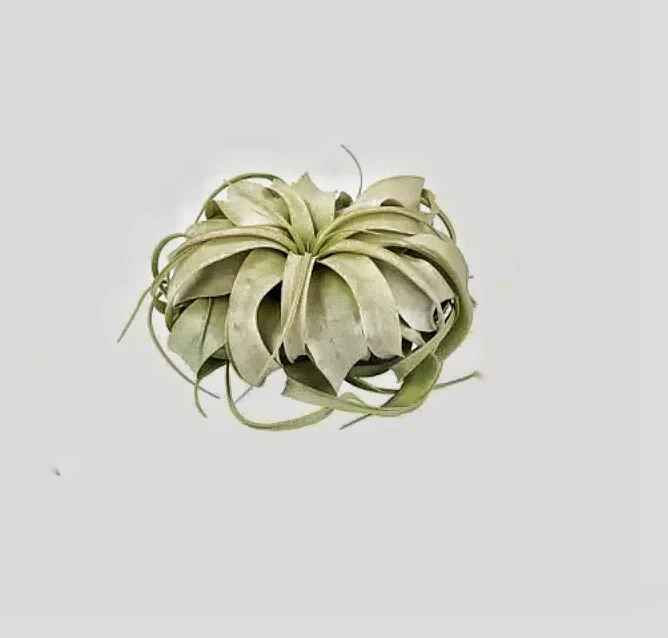 Tillandsia xerographica Air Plant