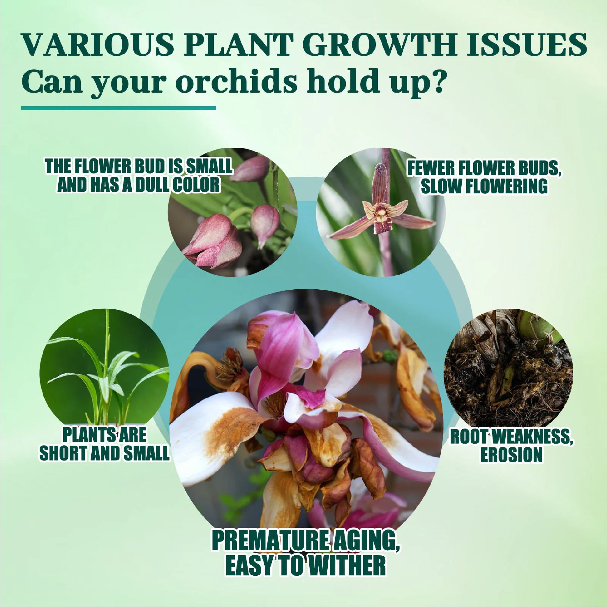 Plant Nutrient Solution for Orchids