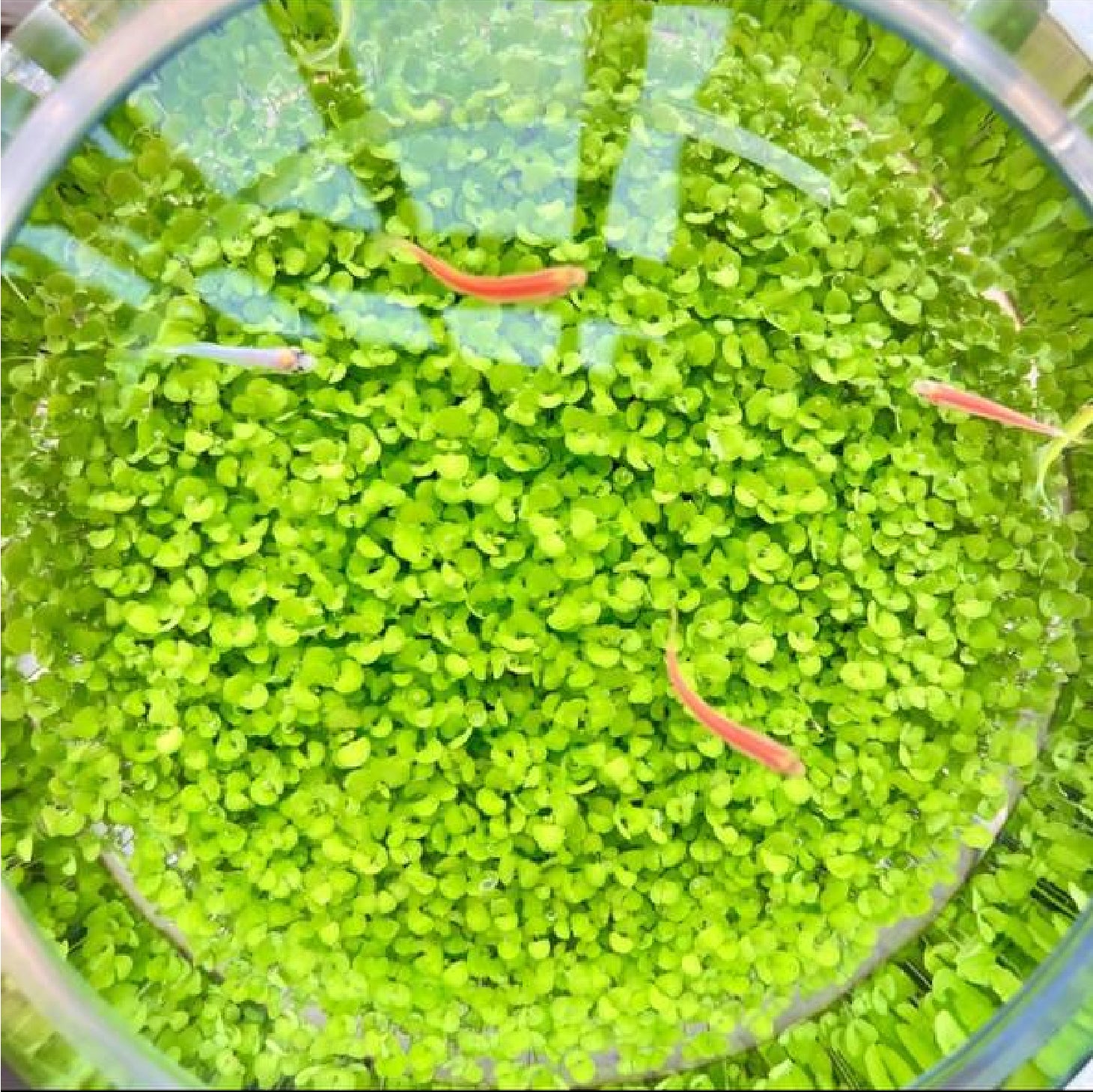 COMBO grass seed ecological and water grass mud Old Garden Shop