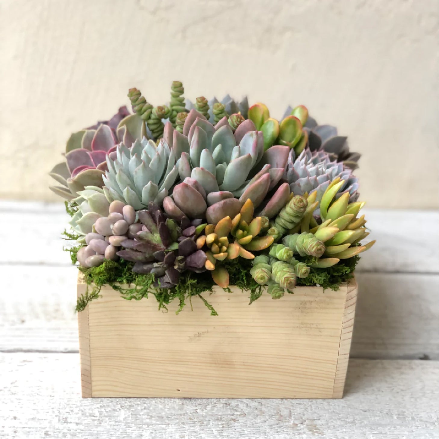 Brinley Succulent