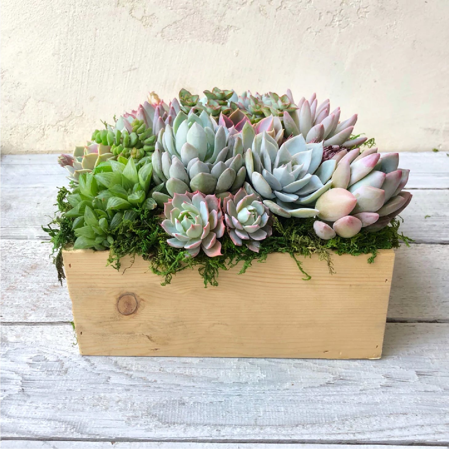 Brinley Succulent